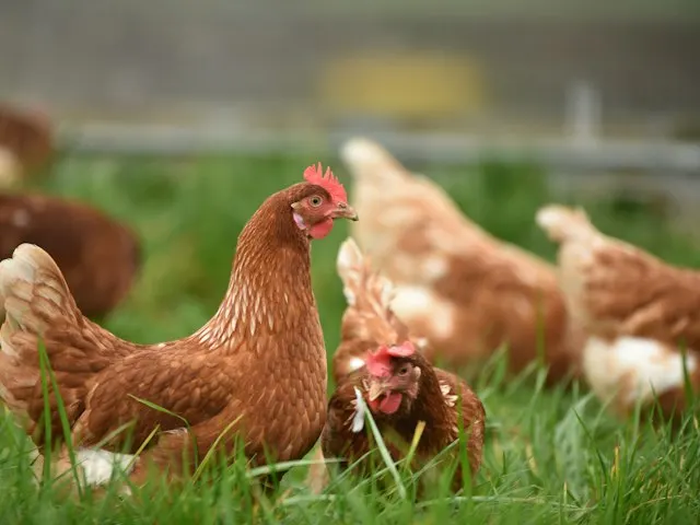 Brown hens foraging on green pasture